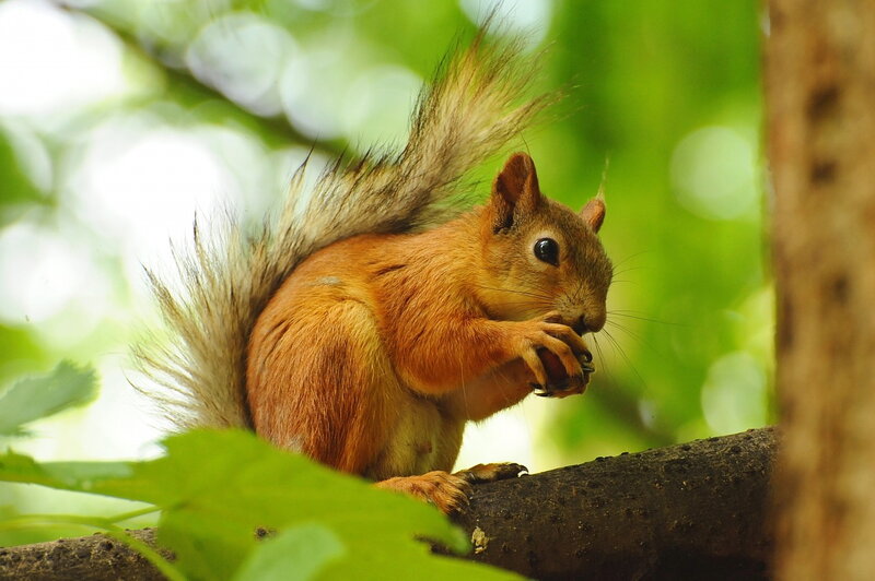 Red Squirrel Eating — Green, Natural, Afternoon