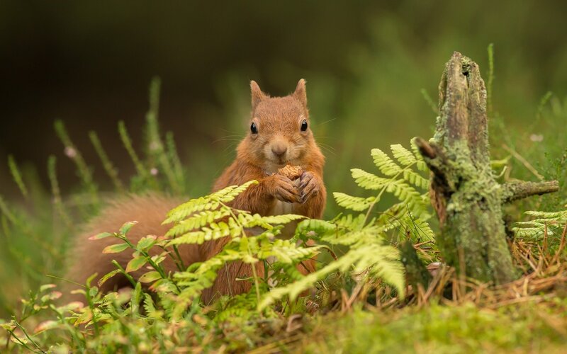 Red Squirrel Eating — Green, Natural, Morning