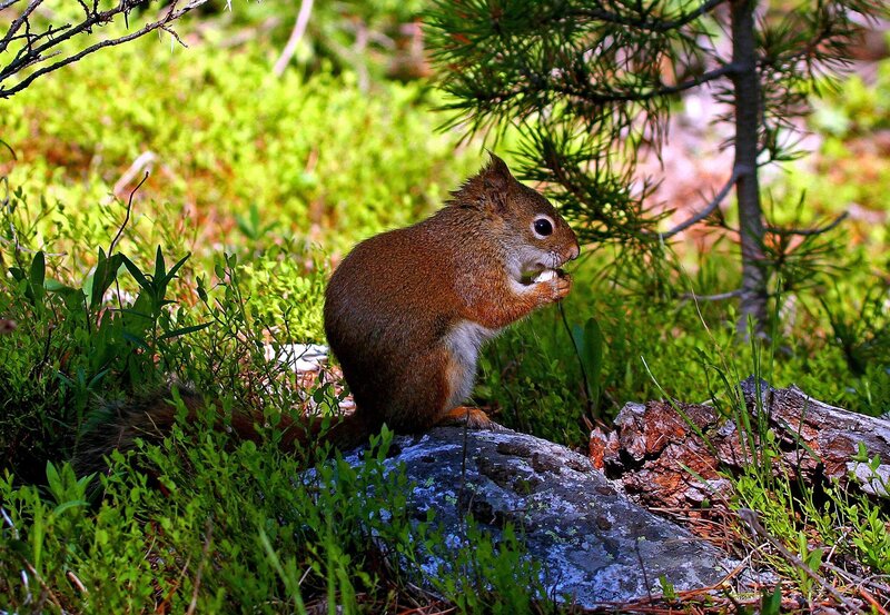 Red Squirrel Eating — Green, Natural