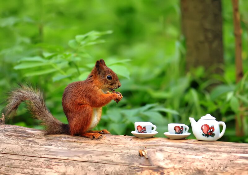 Red Squirrel Eating — Green, Peaceful