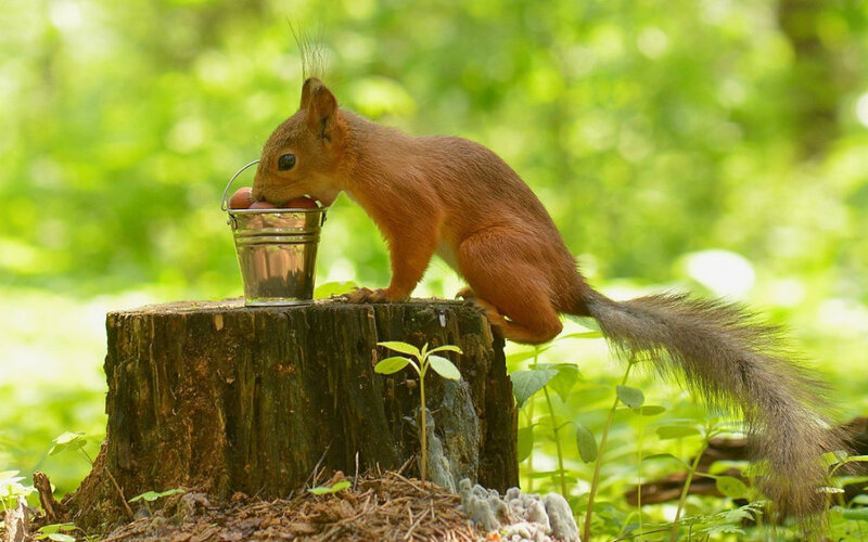 Red Squirrel Eating — Green, Serene, Afternoon