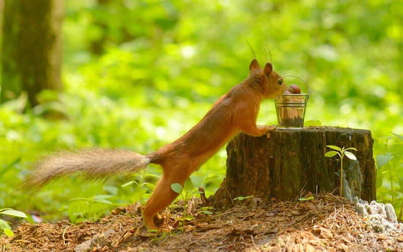 Red Squirrel Eating — Green, Serene