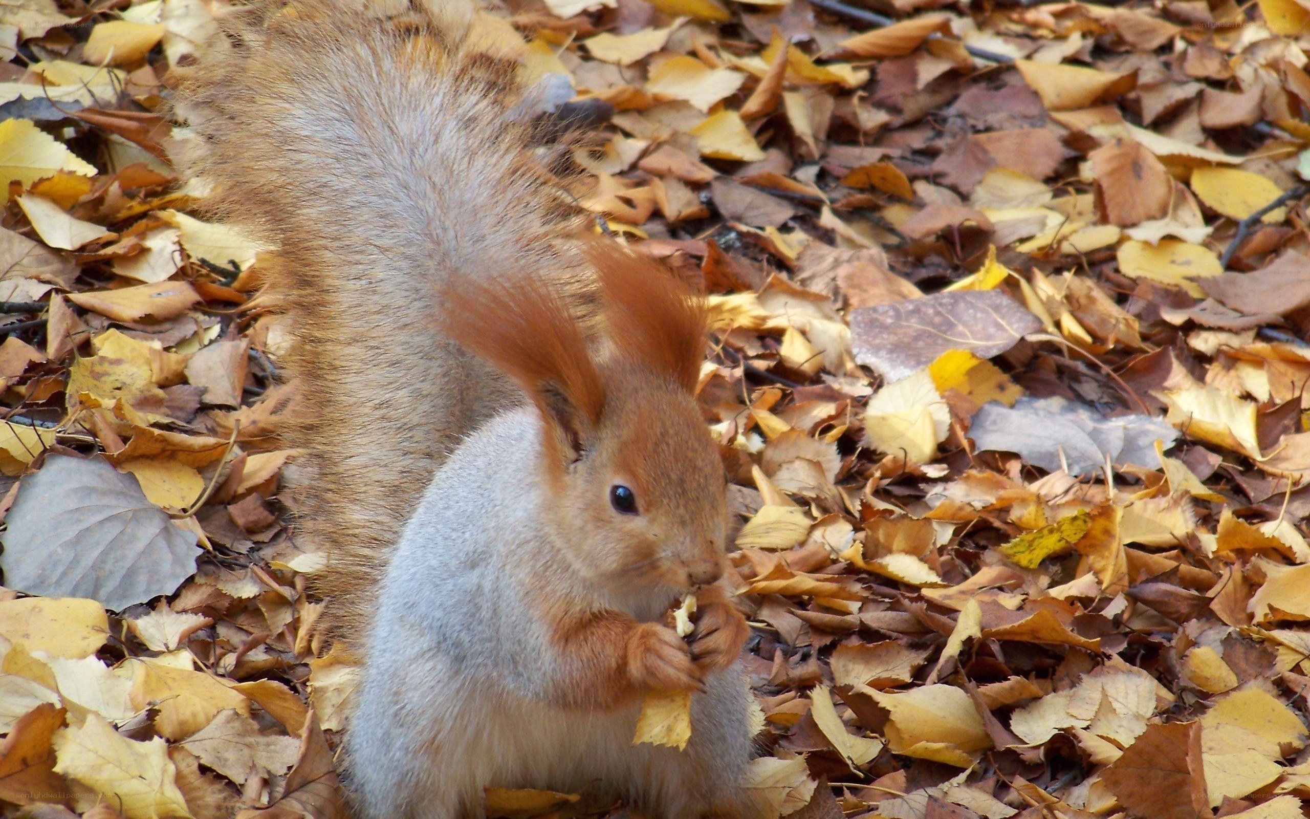 Red squirrel eating in autumn leaves