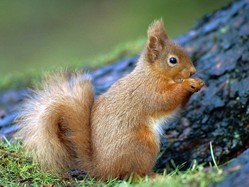 Red squirrel eating in forest