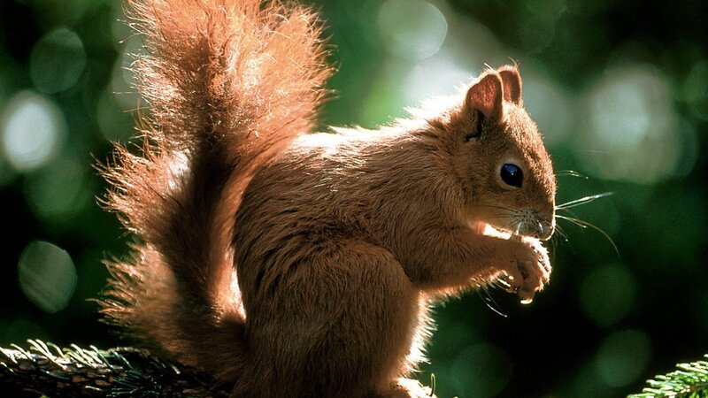 Red squirrel eating in forest