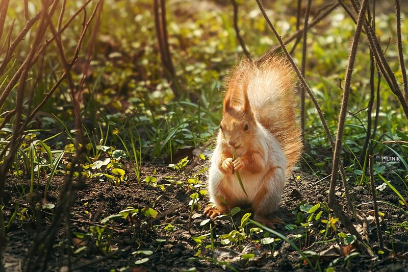 Red squirrel eating in forest