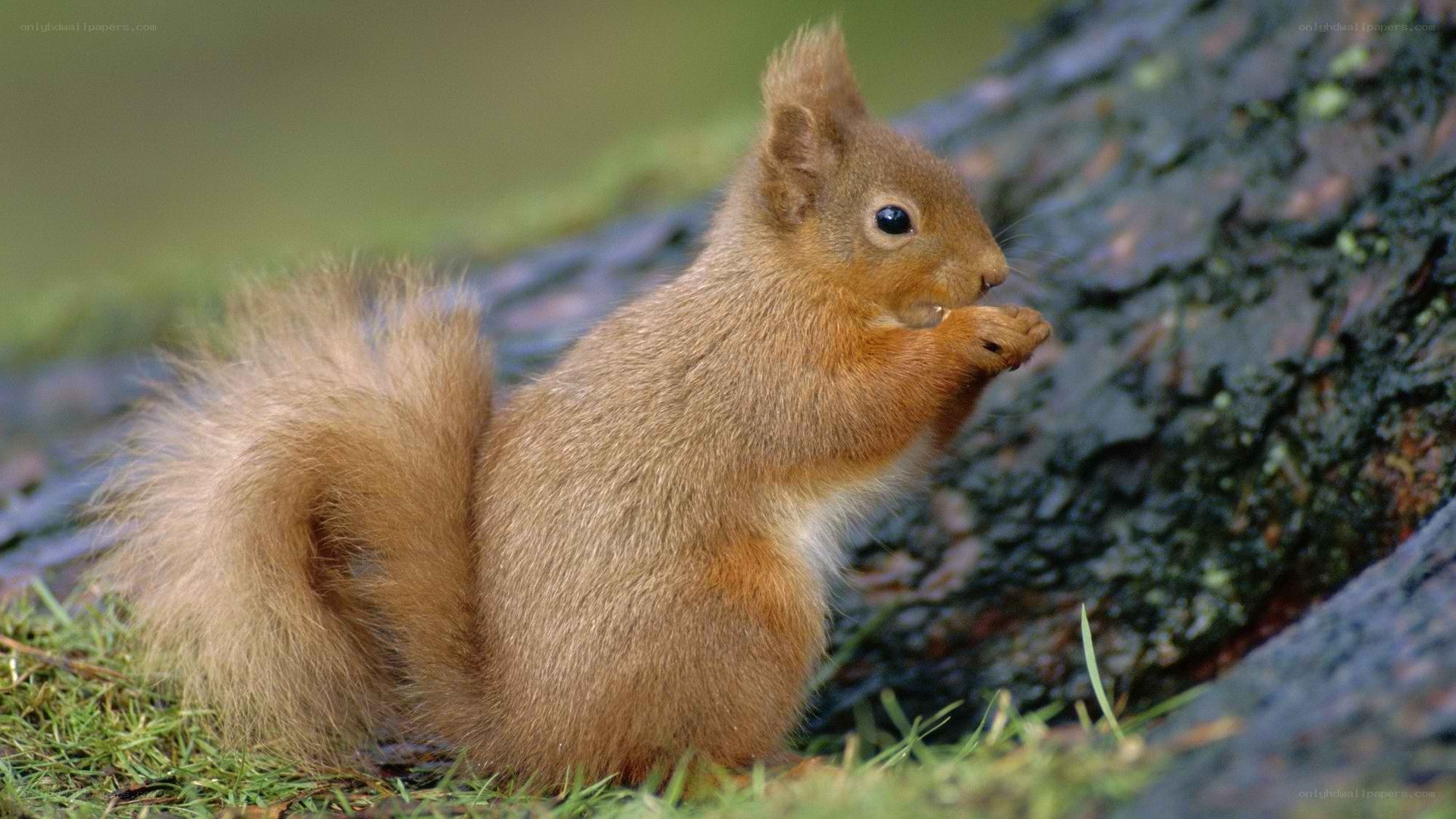 Red squirrel eating in forest