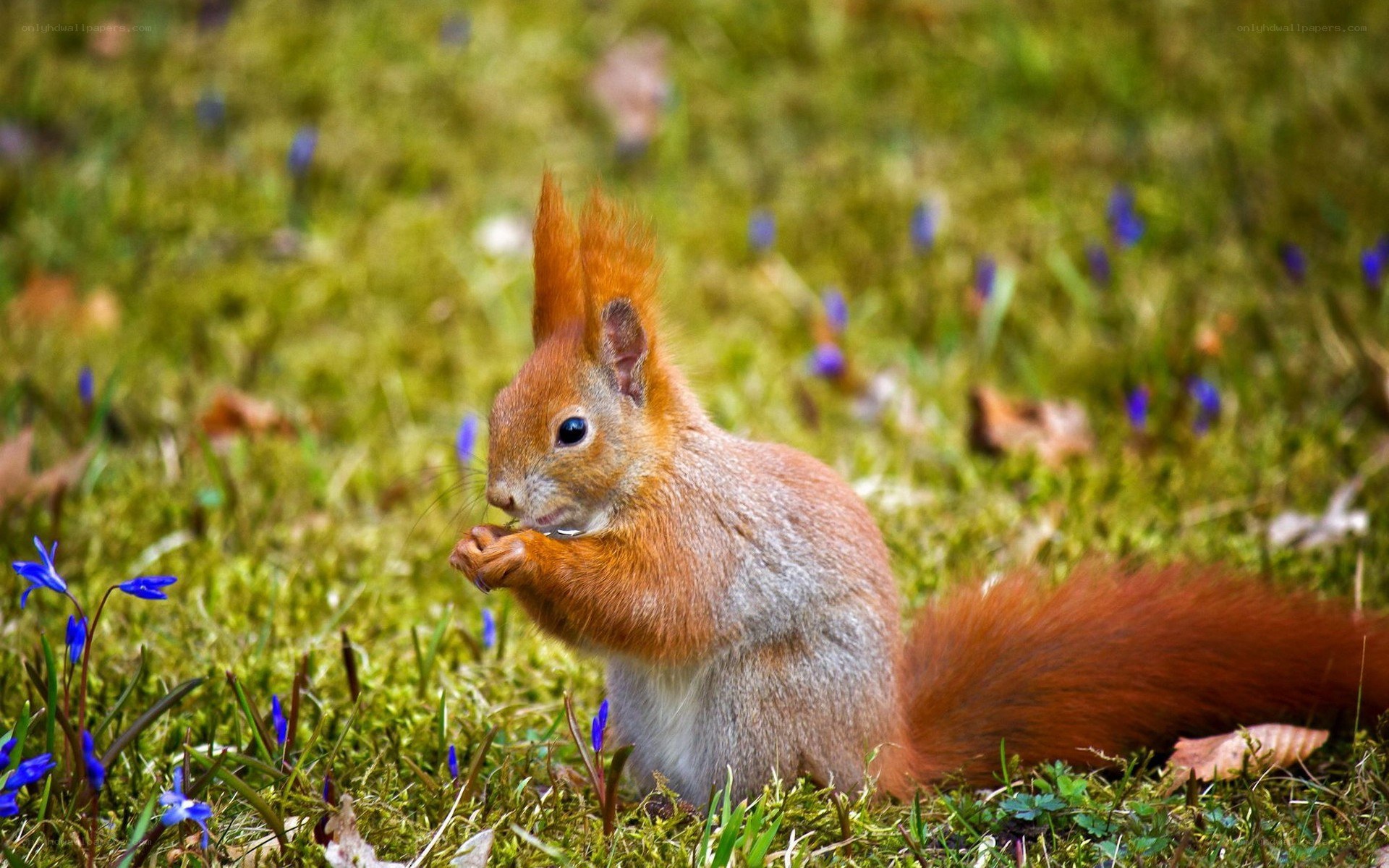 Red squirrel eating in grass