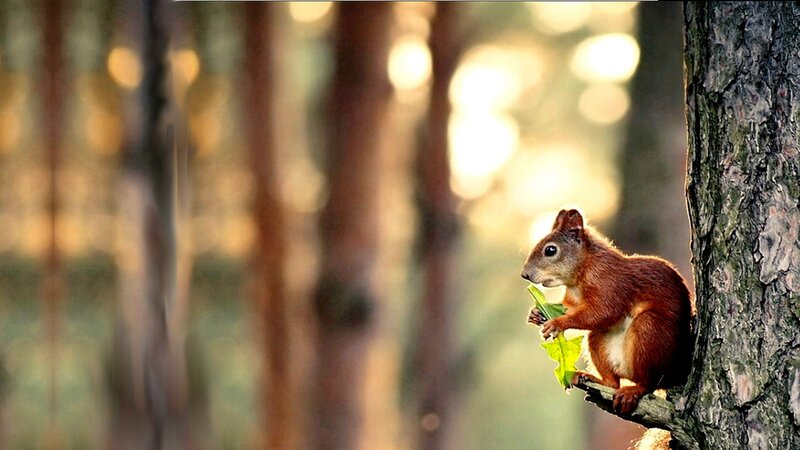 Red Squirrel Eating Leaf — Brown