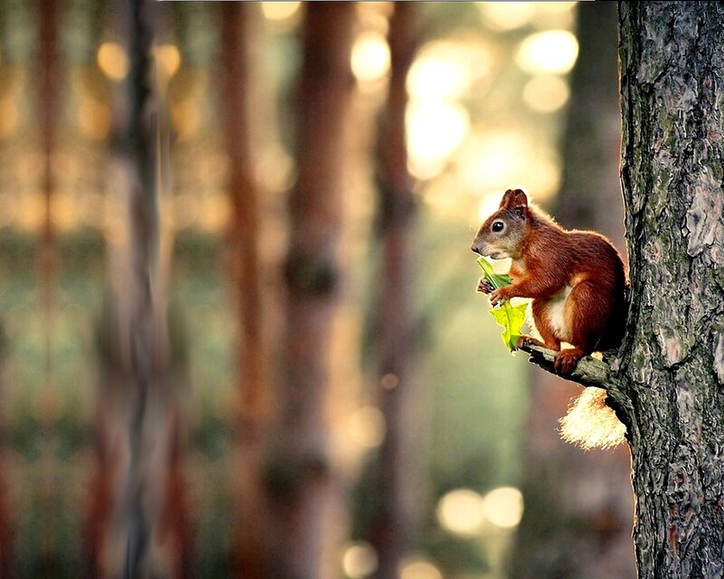 Red Squirrel Eating Leaf