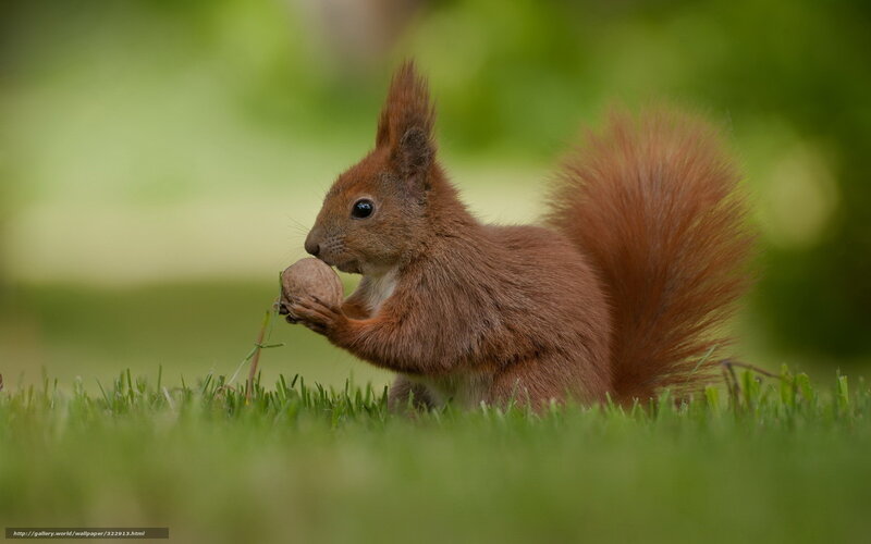 Red Squirrel Eating Nut — Brown, Calm, Afternoon, Photograph, Grass