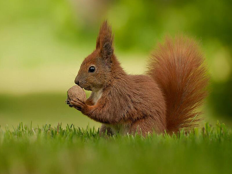 Red Squirrel Eating Nut — Brown, Calm, Afternoon, Photograph