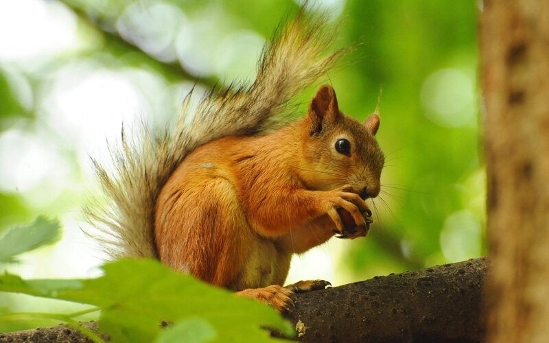 Red Squirrel Eating Nut — Brown, Calm, Afternoon, Photograph, Tree Branch, Green Leaves
