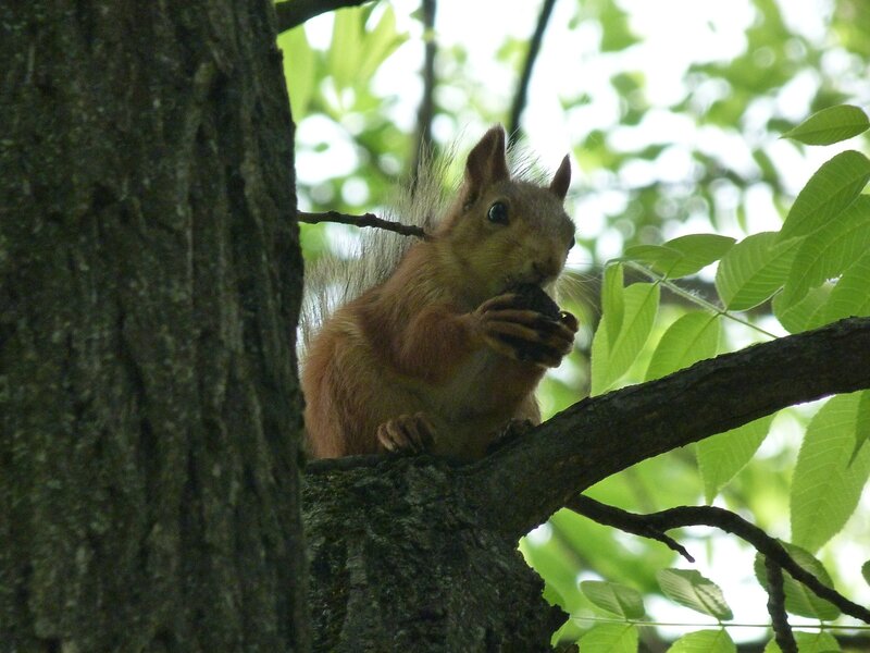 Red Squirrel Eating Nut — Brown, Calm, Afternoon, Photograph, Tree, Leaves, Green