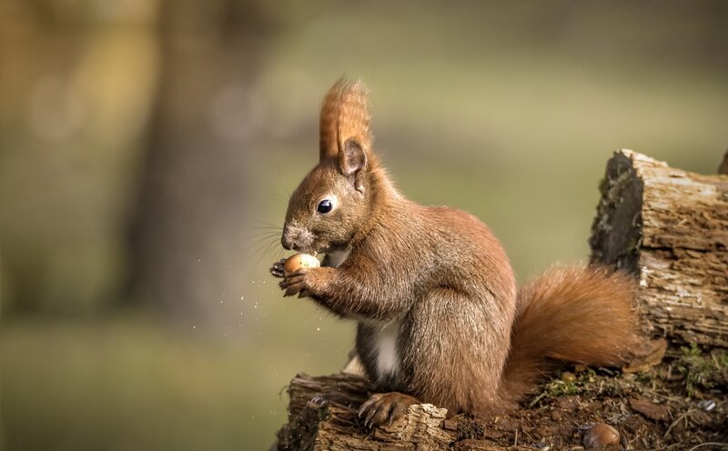 Red Squirrel Eating Nut — Brown, Calm, Afternoon, Photograph, Tree Stump, Forest