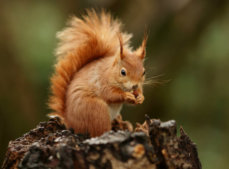 Red Squirrel Eating Nut — Brown, Calm, Afternoon, Photograph, Tree Stump
