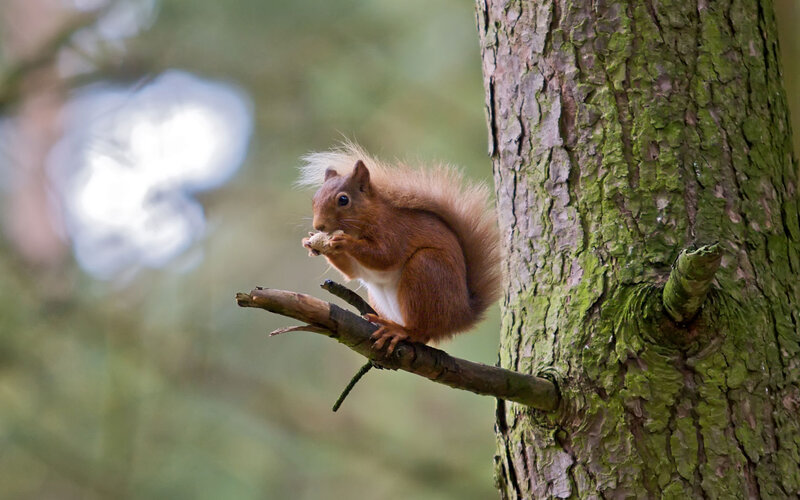 Red Squirrel Eating Nut — Brown, Calm, Afternoon, Photograph, Tree