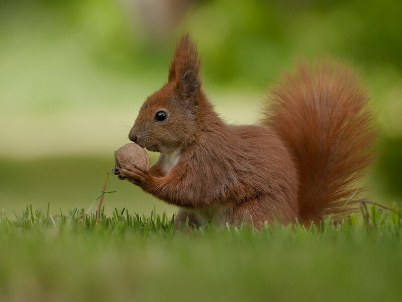Red Squirrel Eating Nut — Brown, Calm, Afternoon