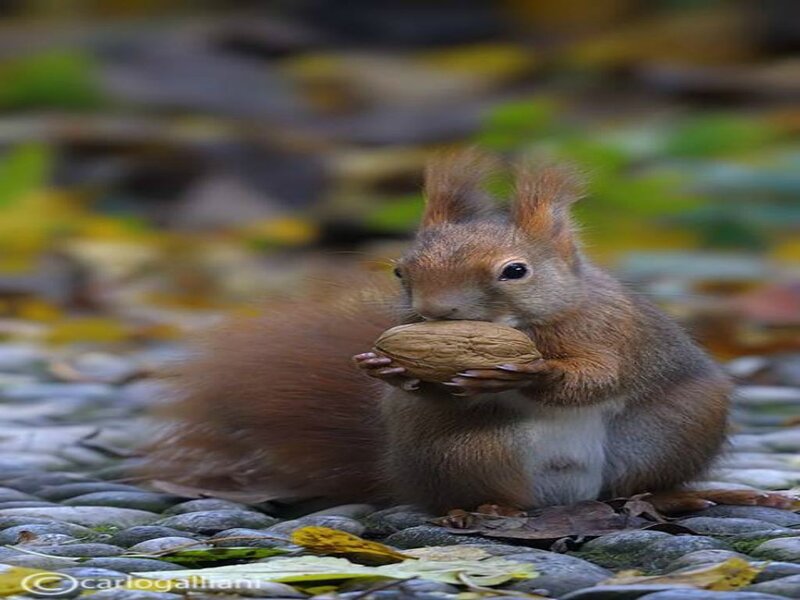Red Squirrel Eating Nut — Brown, Calm, Autumn, Photograph