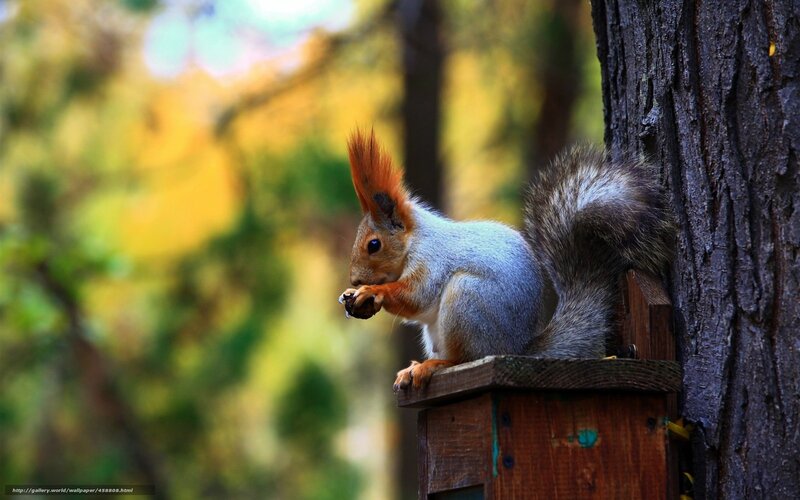 Red Squirrel Eating Nut — Brown, Calm, Autumn, Photograph, Tree