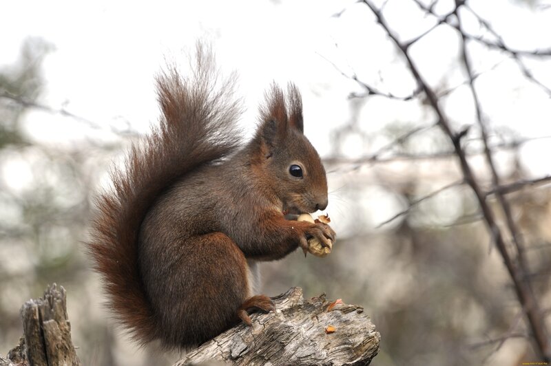 Red Squirrel Eating Nut — Brown, Calm, Autumn