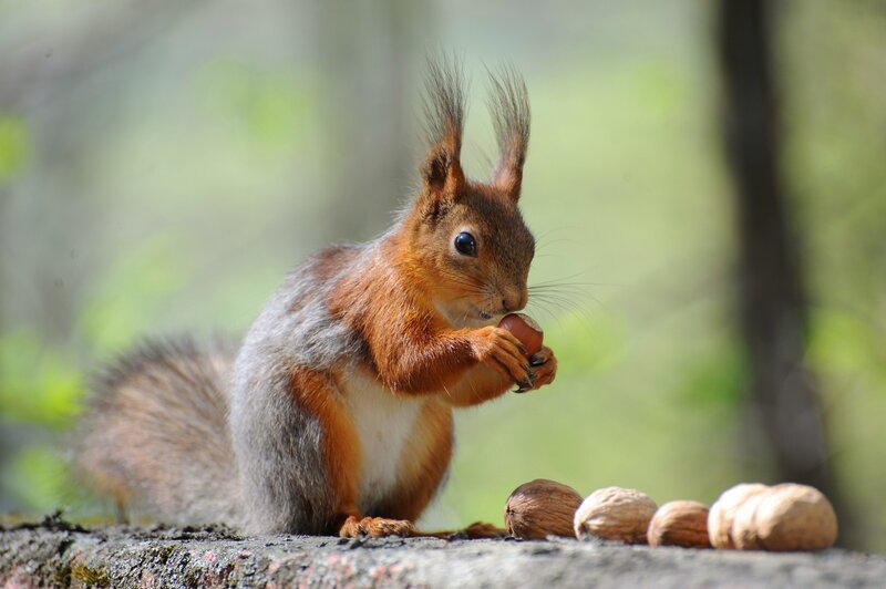 Red Squirrel Eating Nut — Brown, Calm, Morning