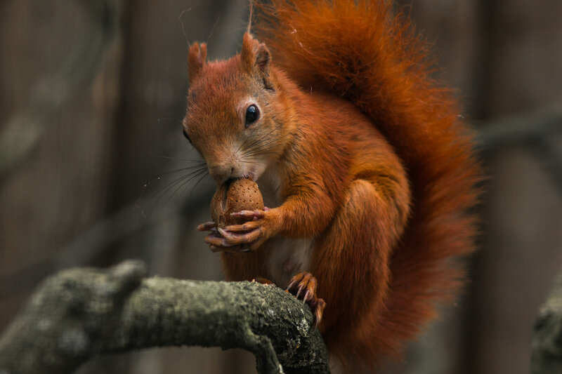 Red Squirrel Eating Nut — Brown, Calm, Photograph, Branch