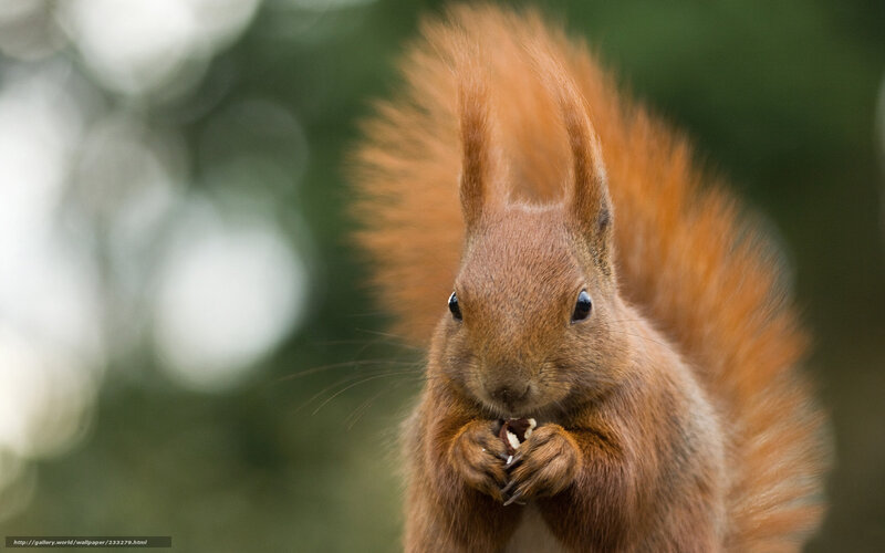 Red Squirrel Eating Nut — Brown, Calm, Photograph, Forest