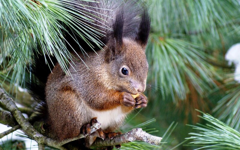 Red Squirrel Eating Nut — Brown, Calm, Photograph