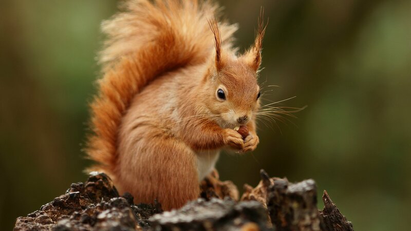 Red Squirrel Eating Nut — Brown, Calm, Photograph, Tree Stump