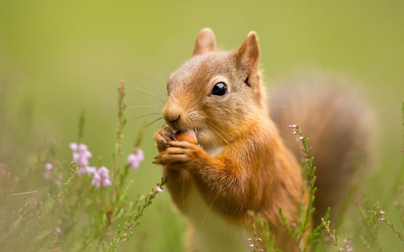 Red Squirrel Eating Nut — Brown, Calm, Spring