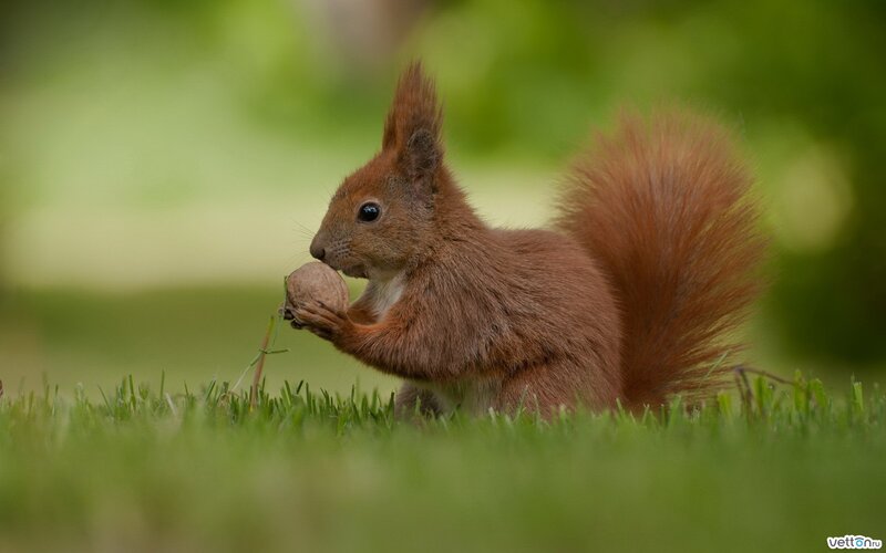Red Squirrel Eating Nut — Brown, Calm