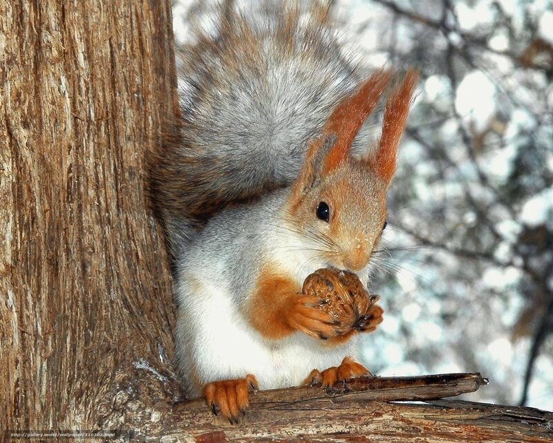 Red Squirrel Eating Nut — Brown, Calm, Winter, Photograph