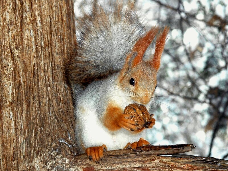 Red Squirrel Eating Nut — Brown, Calm, Winter