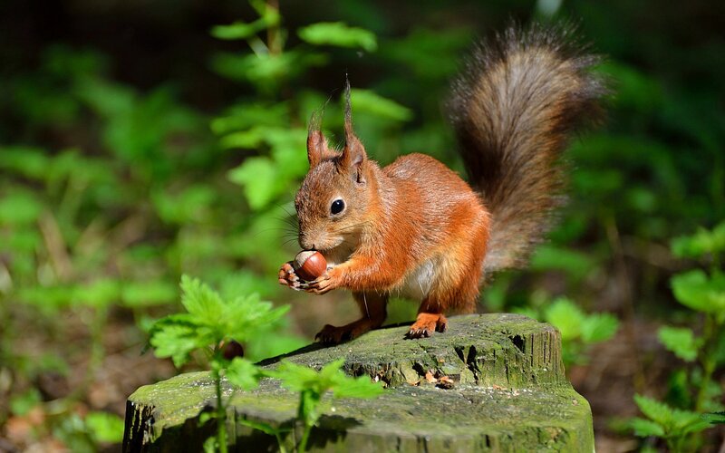 Red Squirrel Eating Nut — Brown, Natural, Afternoon, Photograph