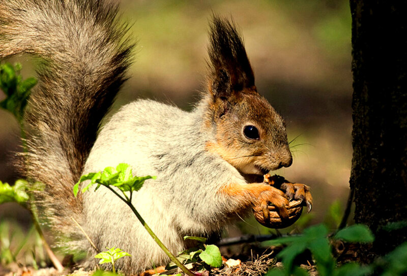 Red Squirrel Eating Nut — Brown, Natural, Afternoon, Photograph, Tree Trunk