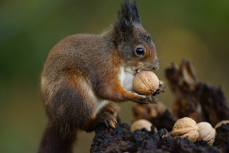 Red Squirrel Eating Nut — Brown, Natural, Autumn, Photograph