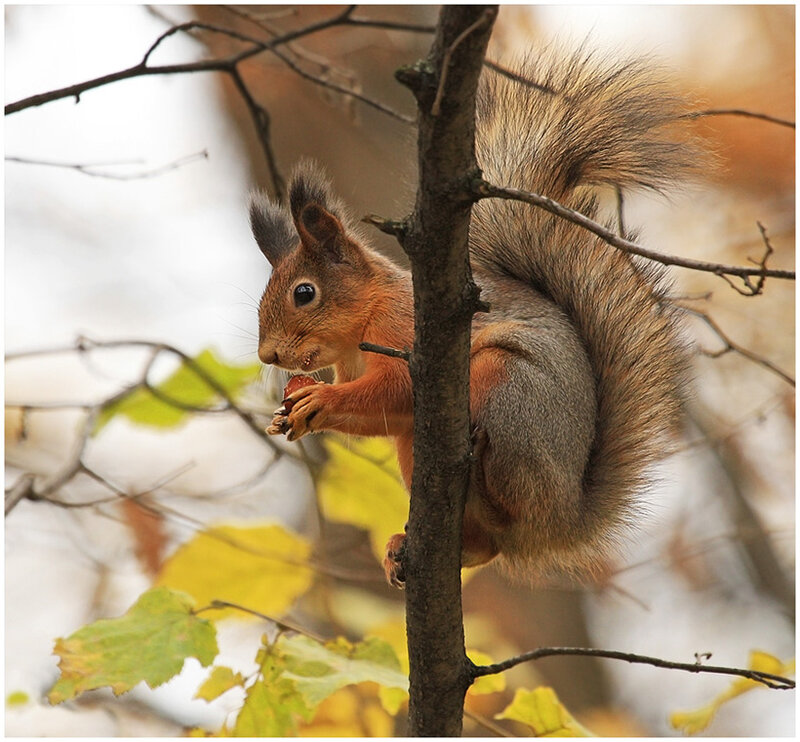 Red Squirrel Eating Nut — Brown, Natural, Autumn