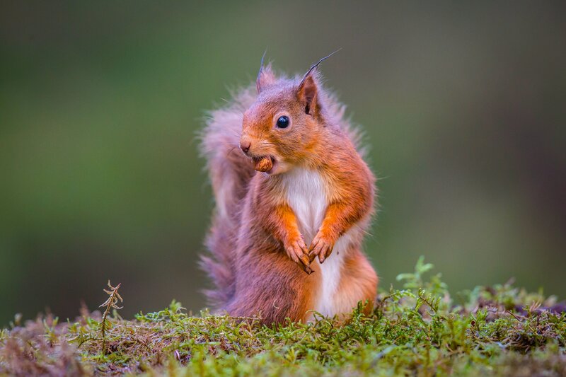 Red Squirrel Eating Nut — Brown, Natural, Photograph