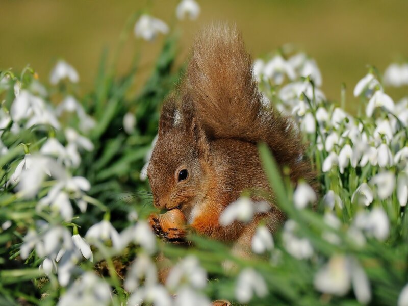 Red Squirrel Eating Nut — Brown, Peaceful, Spring