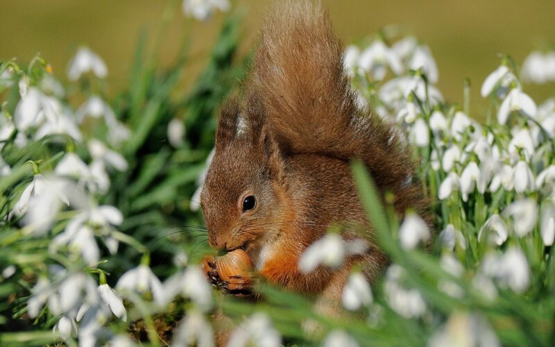 Red Squirrel Eating Nut — Brown, Peaceful
