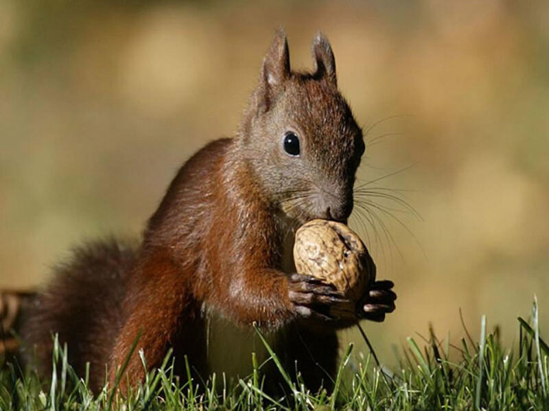 Red Squirrel Eating Nut — Brown