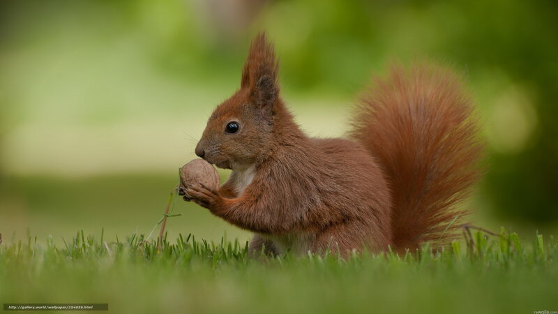 Red Squirrel Eating Nut — Green, Calm