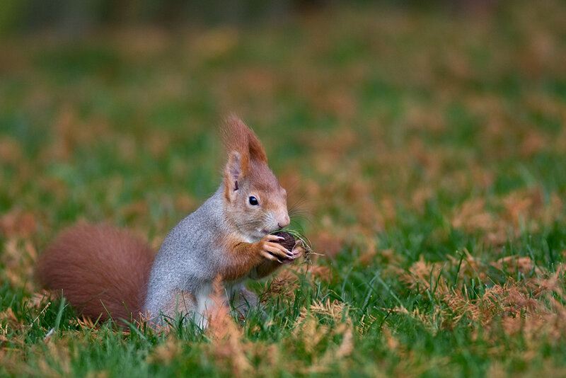 Red Squirrel Eating Nut — Green