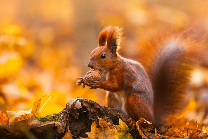 Red Squirrel Eating Nut — Orange
