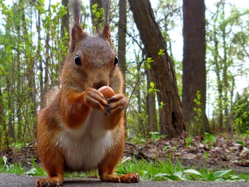 Red Squirrel Eating Nut