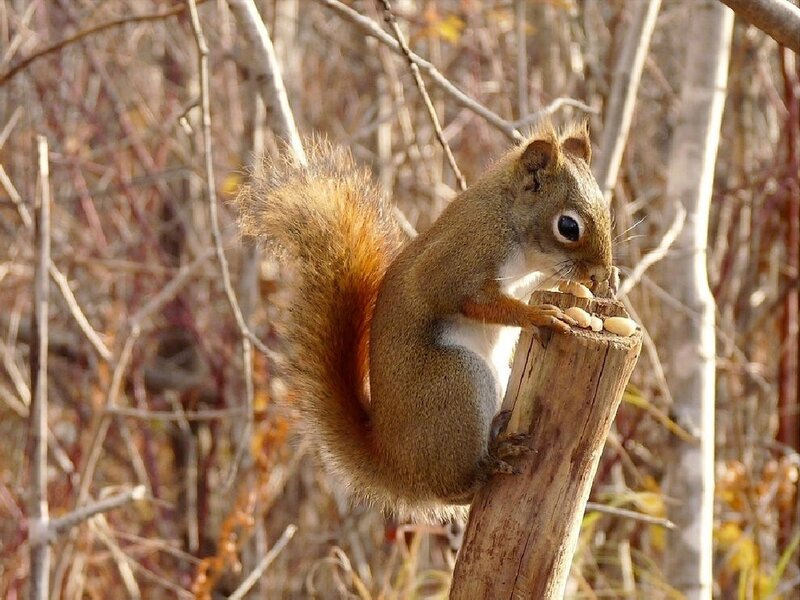 Red Squirrel Eating Nuts — Brown, Calm
