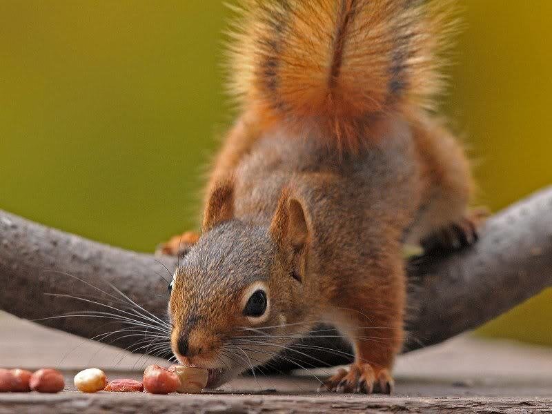 Red Squirrel Eating Nuts — Brown