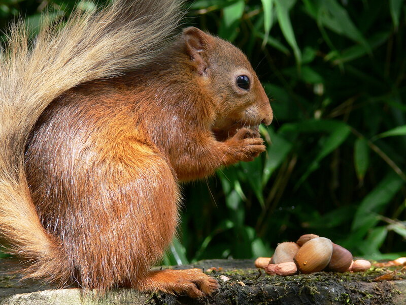 Red squirrel eating nuts