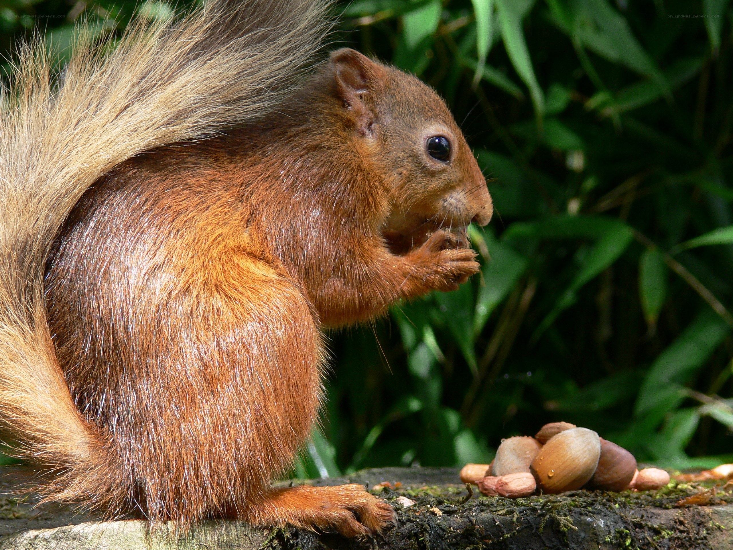 Red squirrel eating nuts